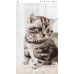 Kitty Fan Offical Club