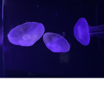 Jellyfish of the Seas in Bikini Bottom