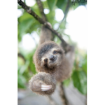 The best sloth group ever