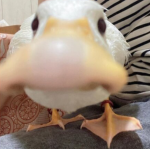 I like ducks studio