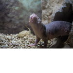 mole rats CHILL