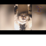 Be a dancing crazy cat or dog!