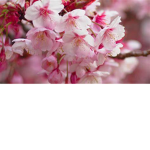 Flowers Sakura