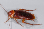 Randy's Roaches