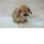 bunnies with mustaches