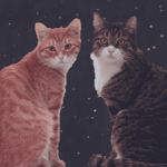 2cats1channel