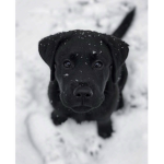 Dog with a bone