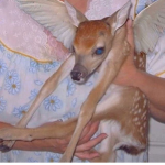dead dog dont walk
