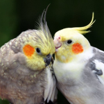 Parrot's Family