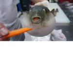 The pufferfishy group