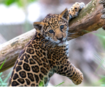 I LOVE JAGUARS
