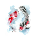 Premium Koi Apparel