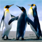 freddycouger33