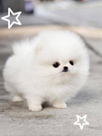 DOGGY fans AGHhh