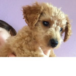 Loveee ginger my doggo