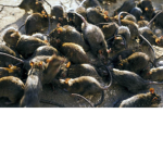 Ratoptia