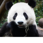 PandaTribe