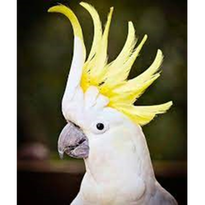 alrage fan club avatar