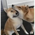 pog E group
