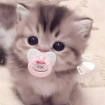 Keisitaa