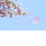 - Falling Blossoms -