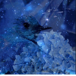 coolbluebirds