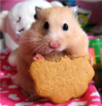 hamster fans
