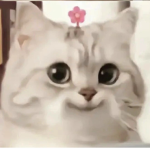 猫猫团部