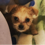 Chico the puppy