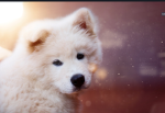 join this group if you love animals!!!!