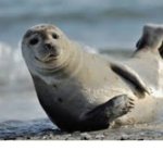 Seal Squad offical