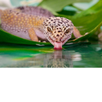 Geck0_Squad