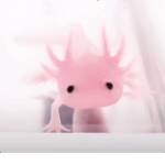 Axolotl mini gang