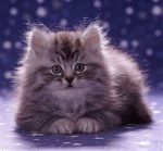 extra cat Isle group :D