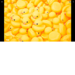 The ducky lands