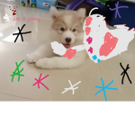 SkyePlayzsRoblox