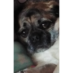 Pug ##### Beatrix