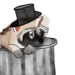 It's A Raccoon