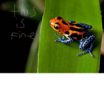 frog frogs of a frog frogs