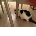 I love cats please join