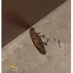 Roach_235