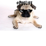 #### Pugs