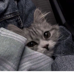 ##CATS<3