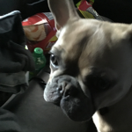Ducky my puppy