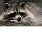 cute raccoon club