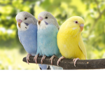 Bacon Fart Parakeet