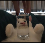 - | Funny cats | -