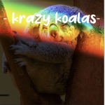 - krazy koalas -