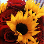 -Sunflower Rose