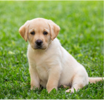 Puppy and cat group